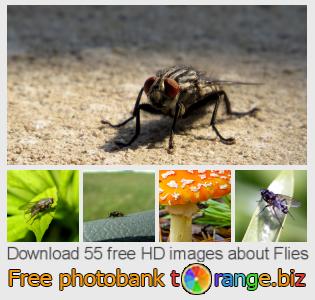 images free photo bank tOrange offers free photos from the section:  flies