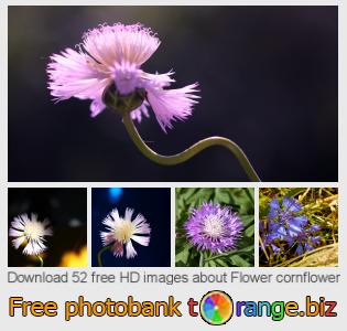 images free photo bank tOrange offers free photos from the section:  flower-cornflower