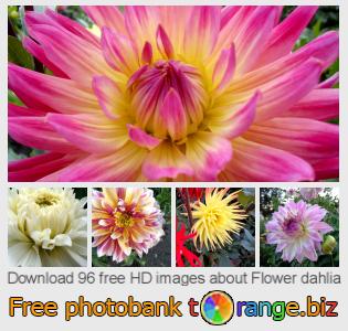 images free photo bank tOrange offers free photos from the section:  flower-dahlia