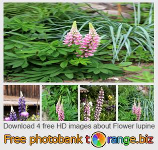 images free photo bank tOrange offers free photos from the section:  flower-lupine