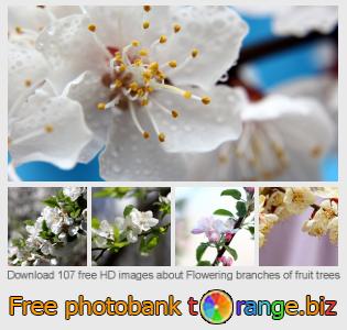 images free photo bank tOrange offers free photos from the section:  flowering-branches-fruit-trees
