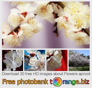 images free photo bank tOrange offers free photos from the section:  flowers-apricot