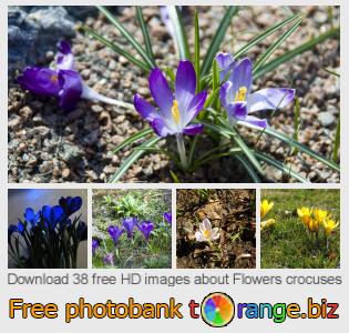 images free photo bank tOrange offers free photos from the section:  flowers-crocuses