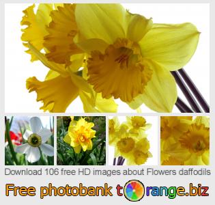 images free photo bank tOrange offers free photos from the section:  flowers-daffodils