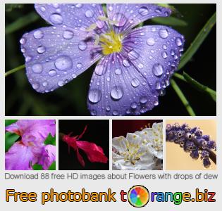 images free photo bank tOrange offers free photos from the section:  flowers-drops-dew