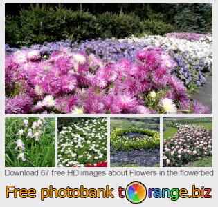 images free photo bank tOrange offers free photos from the section:  flowers-flowerbed