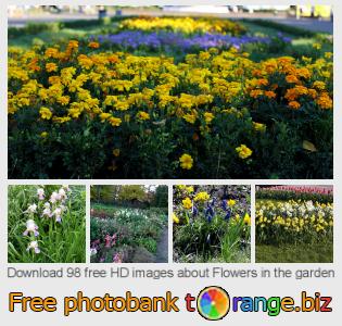 images free photo bank tOrange offers free photos from the section:  flowers-garden