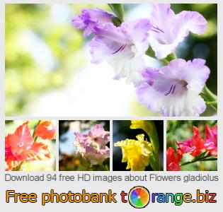 images free photo bank tOrange offers free photos from the section:  flowers-gladiolus