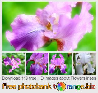 images free photo bank tOrange offers free photos from the section:  flowers-irises