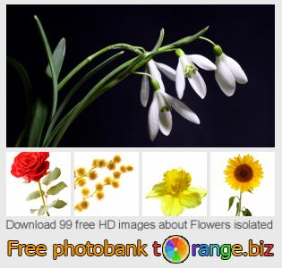 images free photo bank tOrange offers free photos from the section:  flowers-isolated