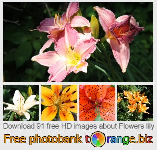 images free photo bank tOrange offers free photos from the section:  flowers-lily
