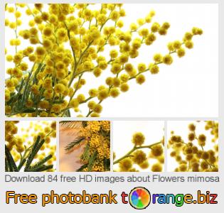 images free photo bank tOrange offers free photos from the section:  flowers-mimosa