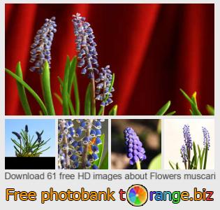 images free photo bank tOrange offers free photos from the section:  flowers-muscari