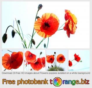 images free photo bank tOrange offers free photos from the section:  flowers-poppies-isolated-white-background