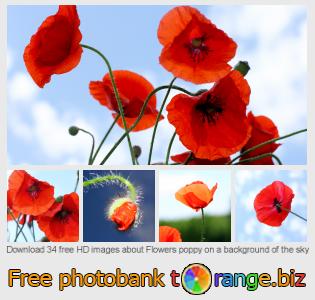 images free photo bank tOrange offers free photos from the section:  flowers-poppy-background-sky