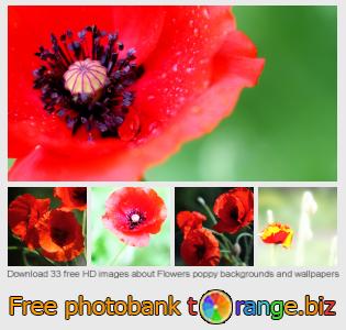 images free photo bank tOrange offers free photos from the section:  flowers-poppy-backgrounds-wallpapers