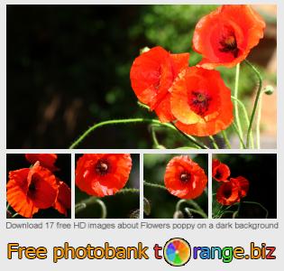 images free photo bank tOrange offers free photos from the section:  flowers-poppy-dark-background