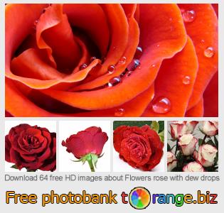 images free photo bank tOrange offers free photos from the section:  flowers-rose-dew-drops