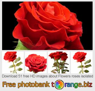 images free photo bank tOrange offers free photos from the section:  flowers-roses-isolated