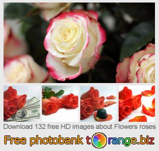 images free photo bank tOrange offers free photos from the section:  flowers-roses