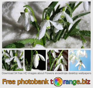 images free photo bank tOrange offers free photos from the section:  flowers-snowdrops-desktop-wallpapers