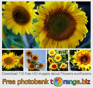images free photo bank tOrange offers free photos from the section:  flowers-sunflowers