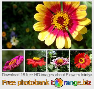 images free photo bank tOrange offers free photos from the section:  flowers-tsiniya