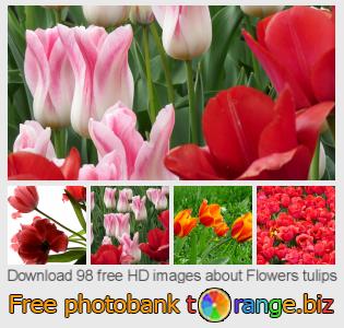 images free photo bank tOrange offers free photos from the section:  flowers-tulips