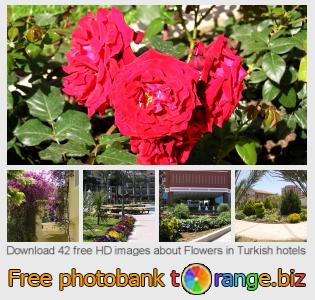 images free photo bank tOrange offers free photos from the section:  flowers-turkish-hotels