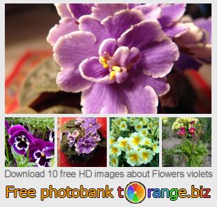 images free photo bank tOrange offers free photos from the section:  flowers-violets