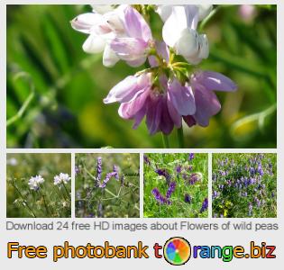 images free photo bank tOrange offers free photos from the section:  flowers-wild-peas