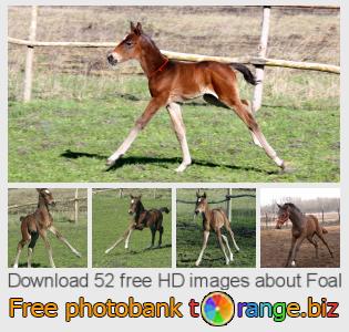 images free photo bank tOrange offers free photos from the section:  foal