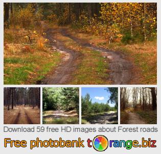 images free photo bank tOrange offers free photos from the section:  forest-roads