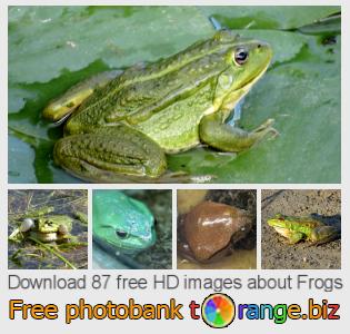 images free photo bank tOrange offers free photos from the section:  frogs