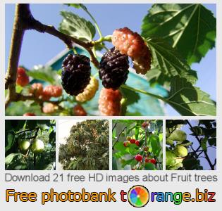 images free photo bank tOrange offers free photos from the section:  fruit-trees