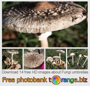 images free photo bank tOrange offers free photos from the section:  fungi-umbrellas