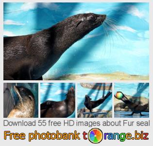images free photo bank tOrange offers free photos from the section:  fur-seal