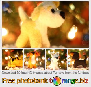 images free photo bank tOrange offers free photos from the section:  fur-toys-fur-dogs