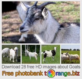 images free photo bank tOrange offers free photos from the section:  goats