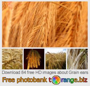 images free photo bank tOrange offers free photos from the section:  grain-ears