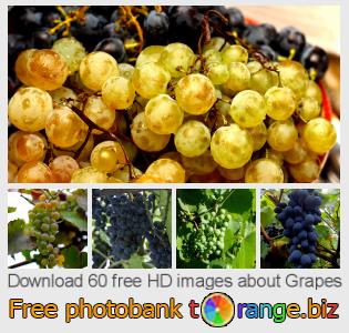 images free photo bank tOrange offers free photos from the section:  grapes