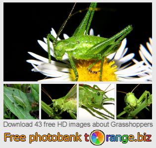 images free photo bank tOrange offers free photos from the section:  grasshoppers