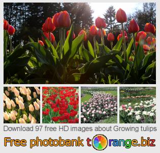 images free photo bank tOrange offers free photos from the section:  growing-tulips