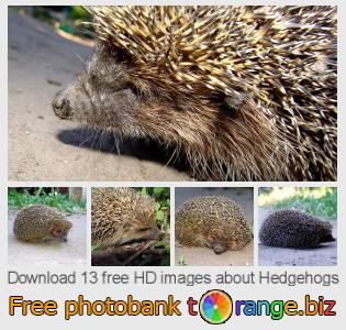images free photo bank tOrange offers free photos from the section:  hedgehogs