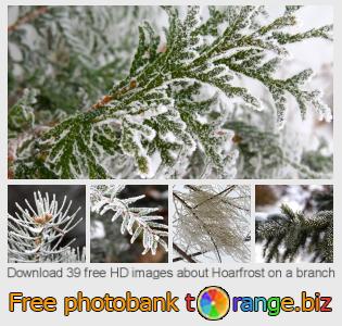 images free photo bank tOrange offers free photos from the section:  hoarfrost-branch