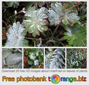 images free photo bank tOrange offers free photos from the section:  hoarfrost-leaves-plants