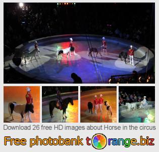 images free photo bank tOrange offers free photos from the section:  horse-circus