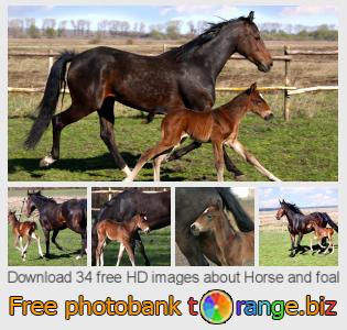 images free photo bank tOrange offers free photos from the section:  horse-foal