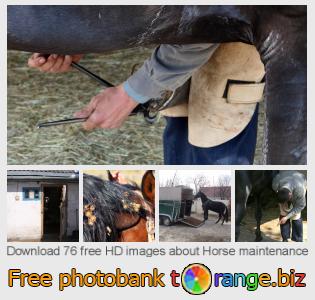images free photo bank tOrange offers free photos from the section:  horse-maintenance