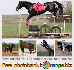 images free photo bank tOrange offers free photos from the section:  horse-training